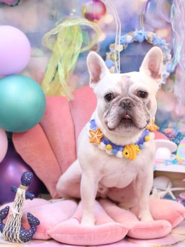 20240810ブーくん